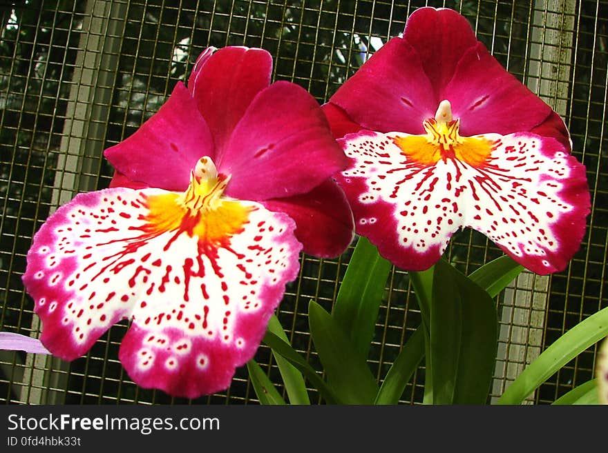 pink orchids with white speckled beards