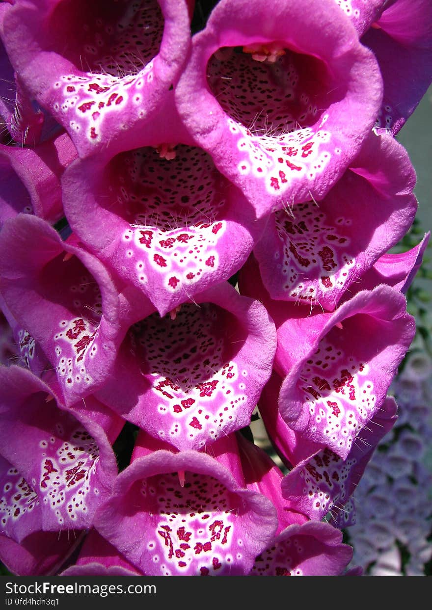 pink foxgloves