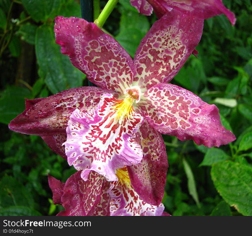 pink-and-white speckled orchid