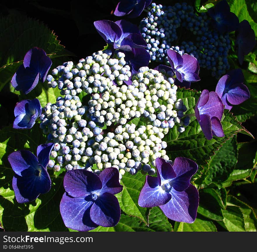 blue hydrangea-like flower