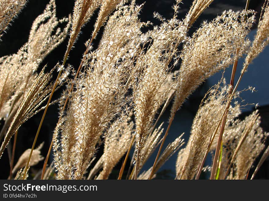 grasses 1