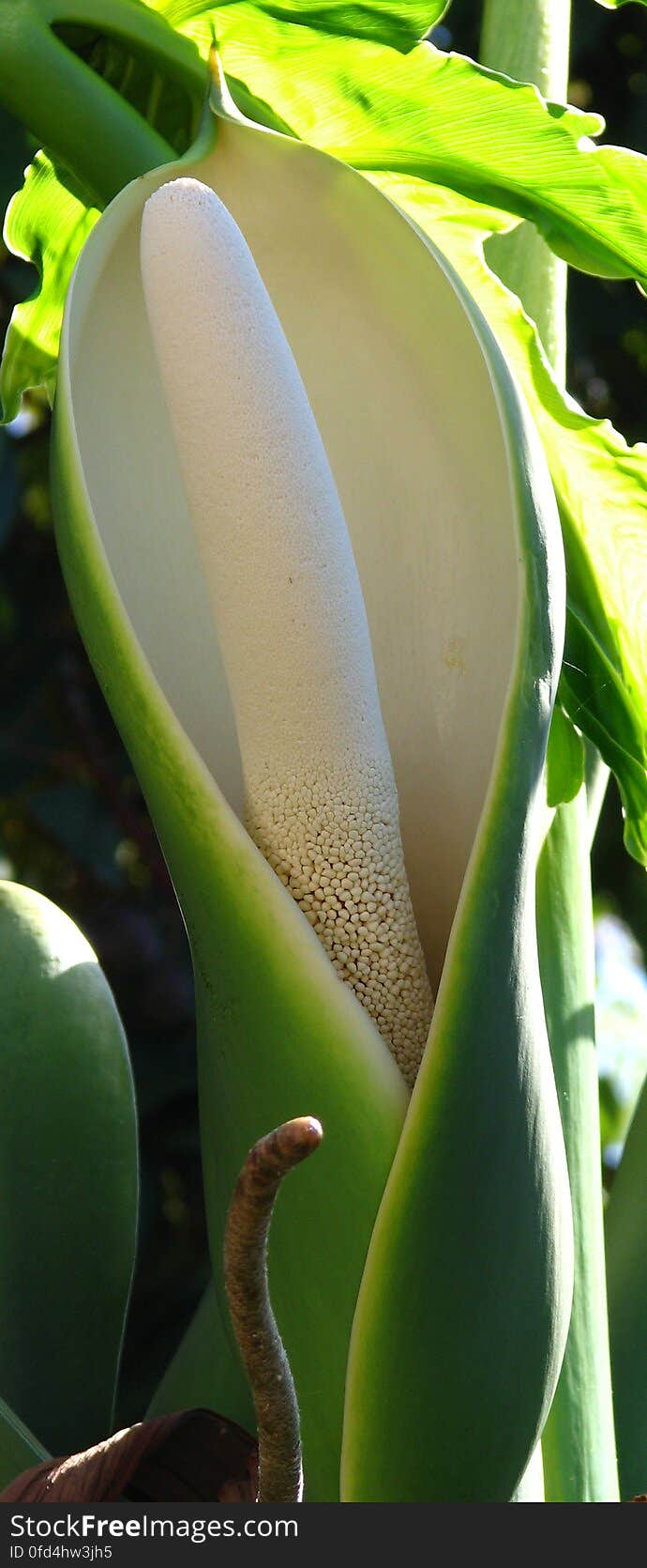 jack-in-the-pulpit-like flower