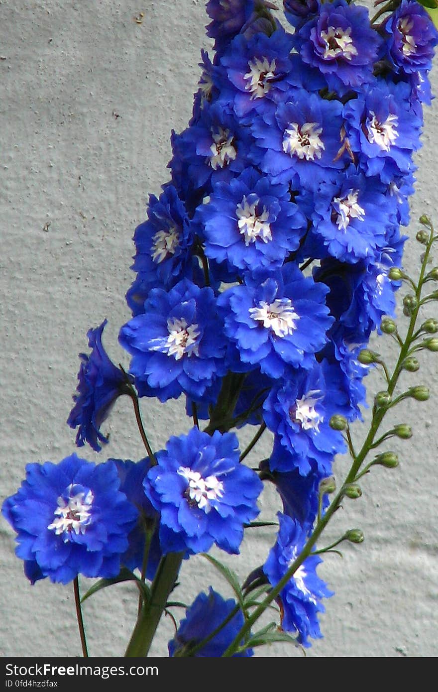 blue-and-white delphinium 2