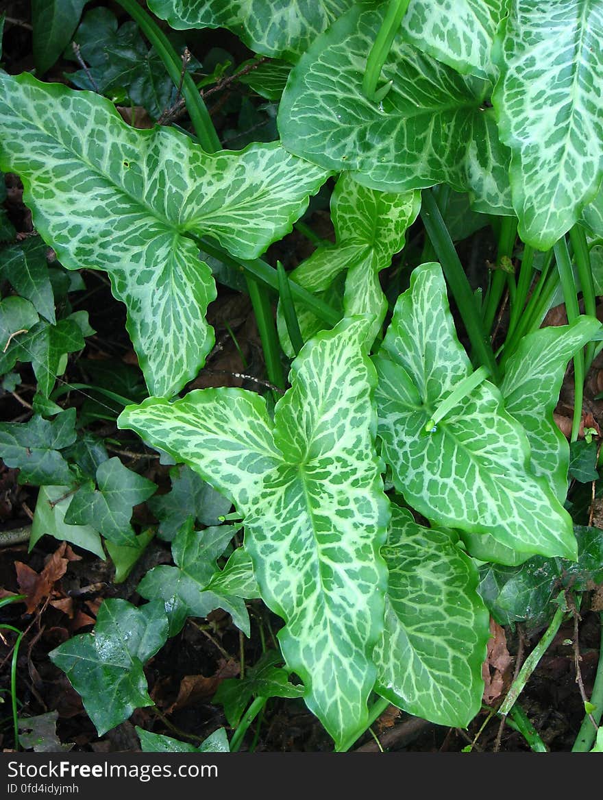 leaf butterflies