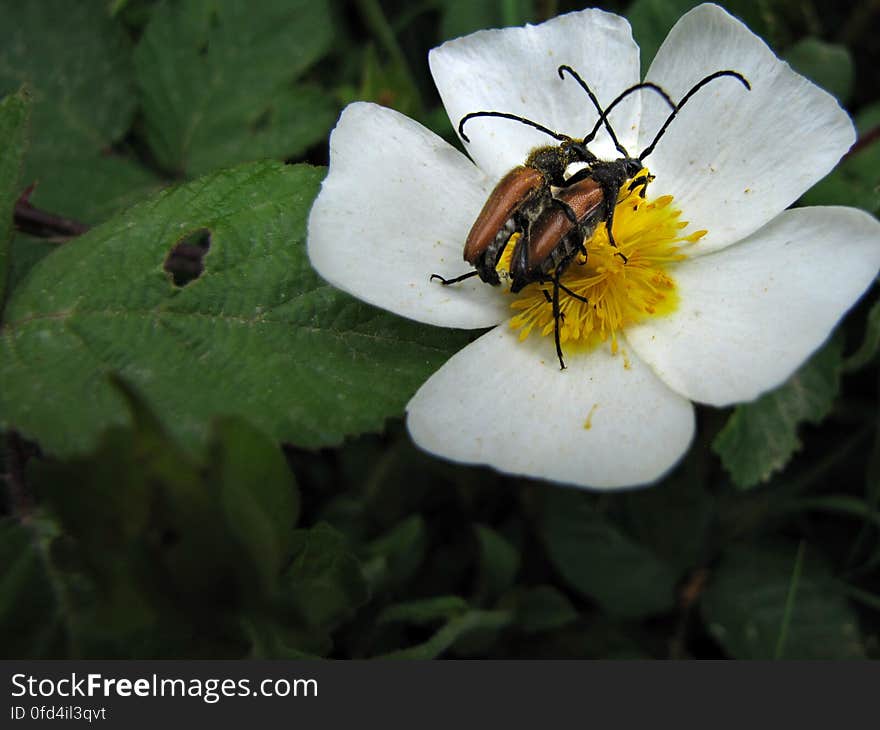 boktor -- longhorn beetle -- Nivellia sanguinosa -- Cerambycidae. boktor -- longhorn beetle -- Nivellia sanguinosa -- Cerambycidae