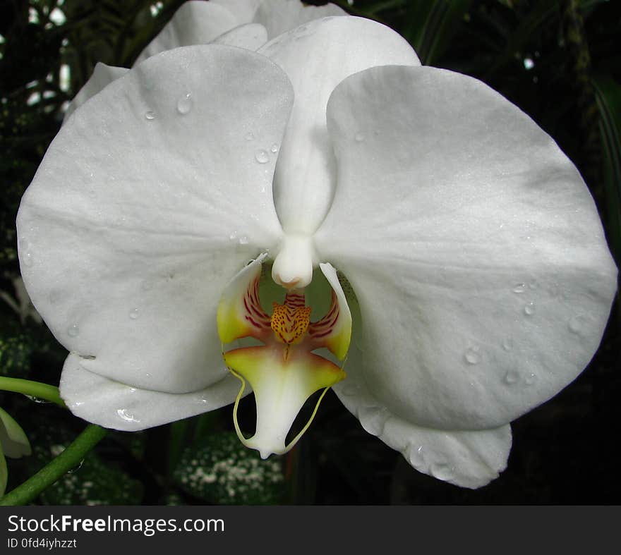 white orchid