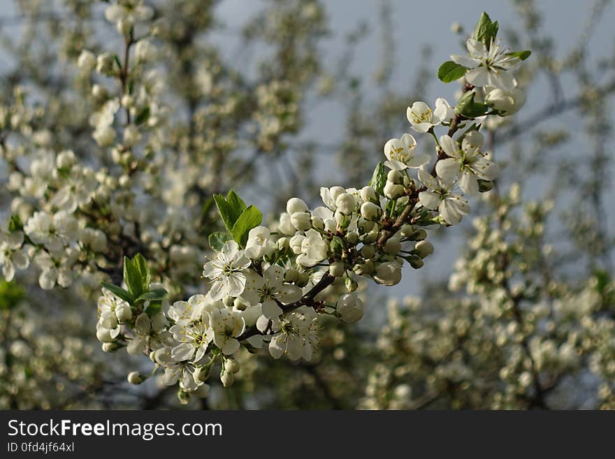 Flower, Plant, Branch, Twig, Sky, Tree