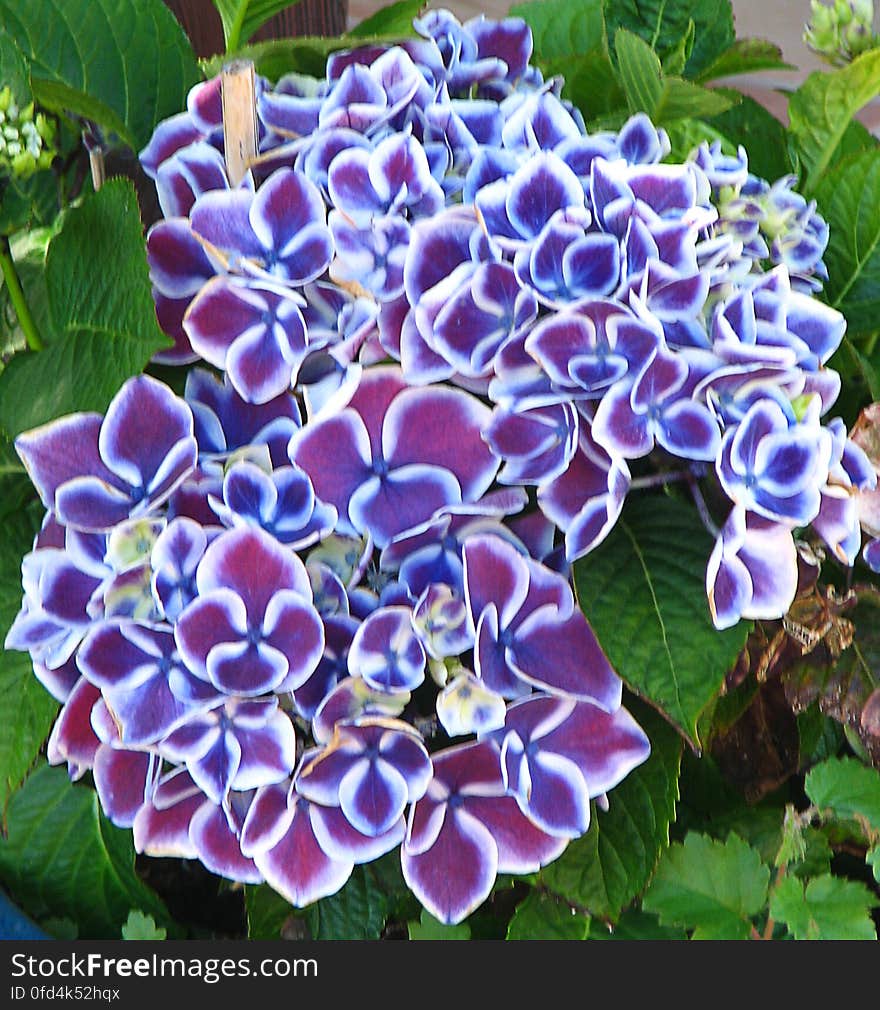 red-violet and white flowers