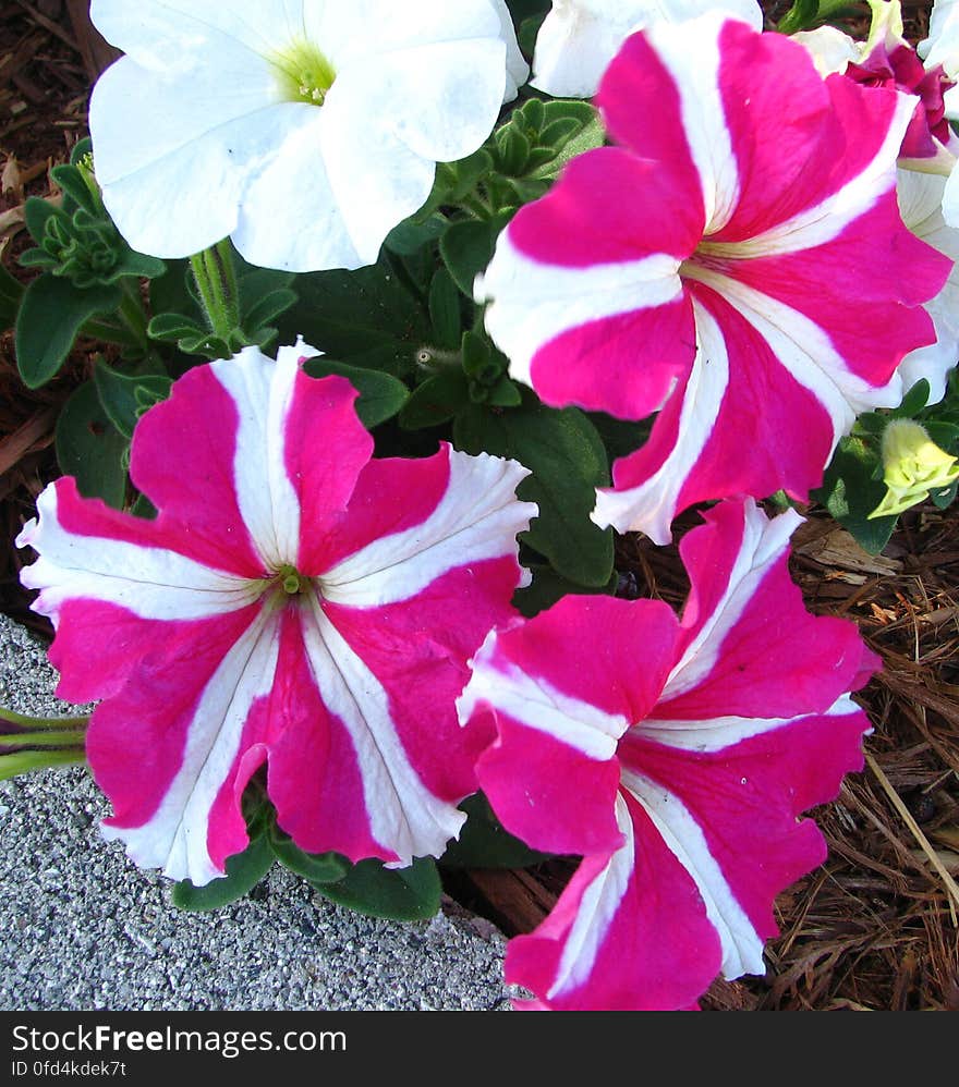 pink pinwheel petunias