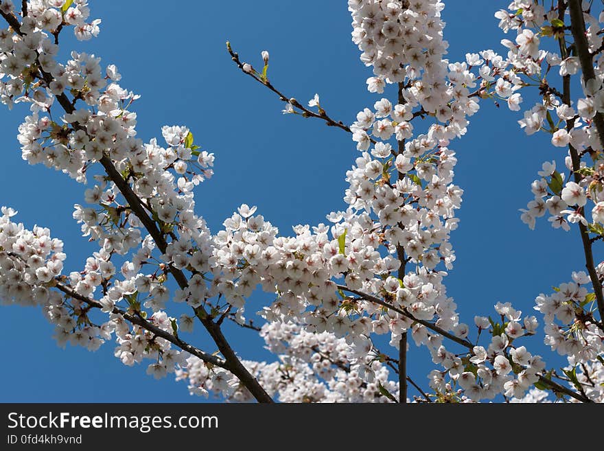 Cherry blossom in “Uzvaras parks” &#x28;“Victory park”&#x29;, Riga, Latvia.