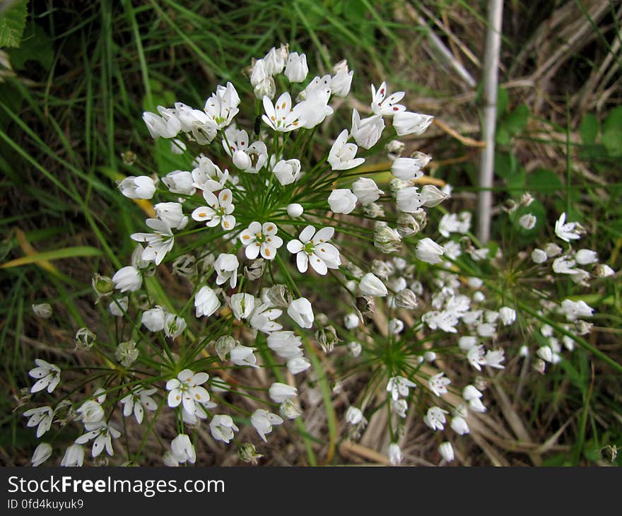 neapolitan garlic -- Allium neapolitanum. neapolitan garlic -- Allium neapolitanum