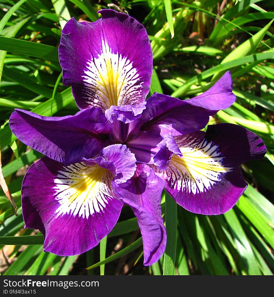 purple-and-white dwarf iris 2