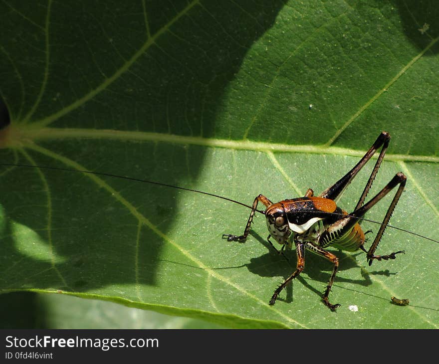 greppelsprinkhaan -- Roesel&#x27;s bush-cricket -- Metrioptera roeselii. greppelsprinkhaan -- Roesel&#x27;s bush-cricket -- Metrioptera roeselii