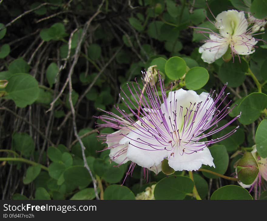 kappertjesplant -- caper bush -- Capparis spinosa. kappertjesplant -- caper bush -- Capparis spinosa