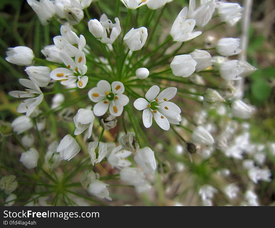 sierui -- neapolitan garlic -- Allium neapolitanum. sierui -- neapolitan garlic -- Allium neapolitanum