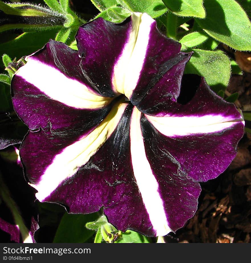 purple and white pinwheel petunia