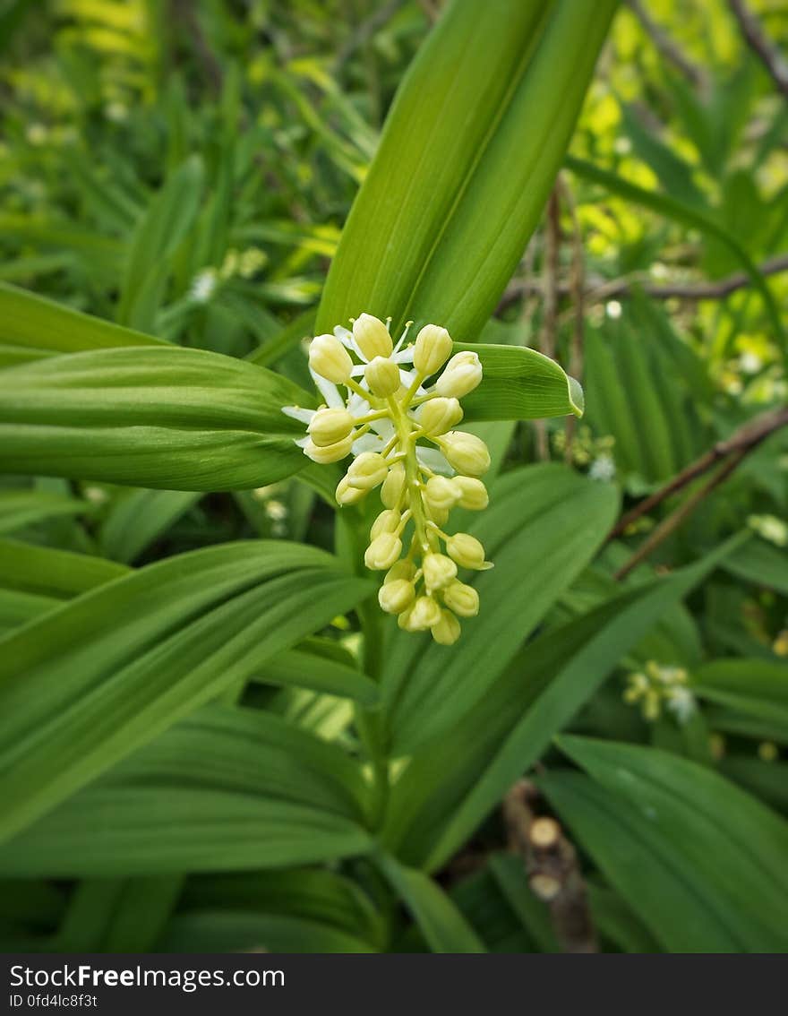 Wildflower appearing in spring forest in Ontario. Wildflower appearing in spring forest in Ontario