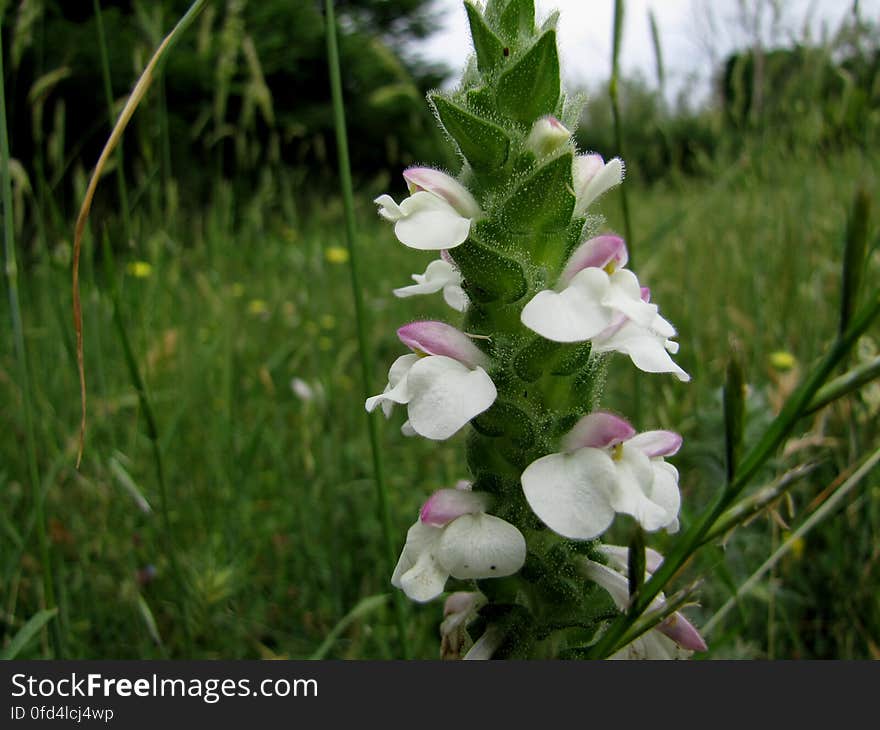 Mediterranean lineseed -- Bellardia trixago. Mediterranean lineseed -- Bellardia trixago