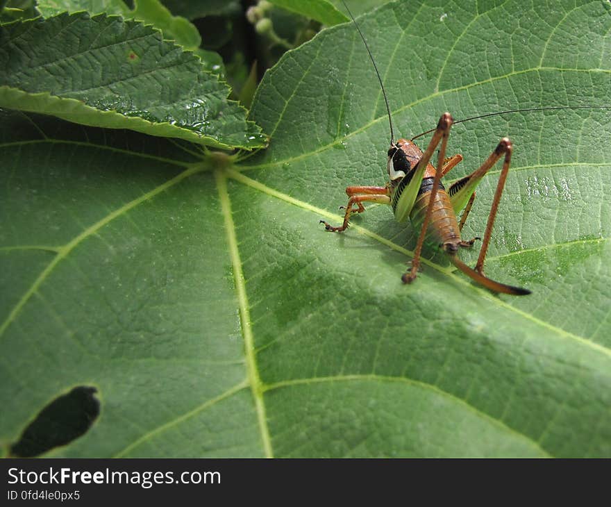 greppelsprinkhaan -- Roesel&#x27;s bush-cricket -- Metrioptera roeselii. greppelsprinkhaan -- Roesel&#x27;s bush-cricket -- Metrioptera roeselii