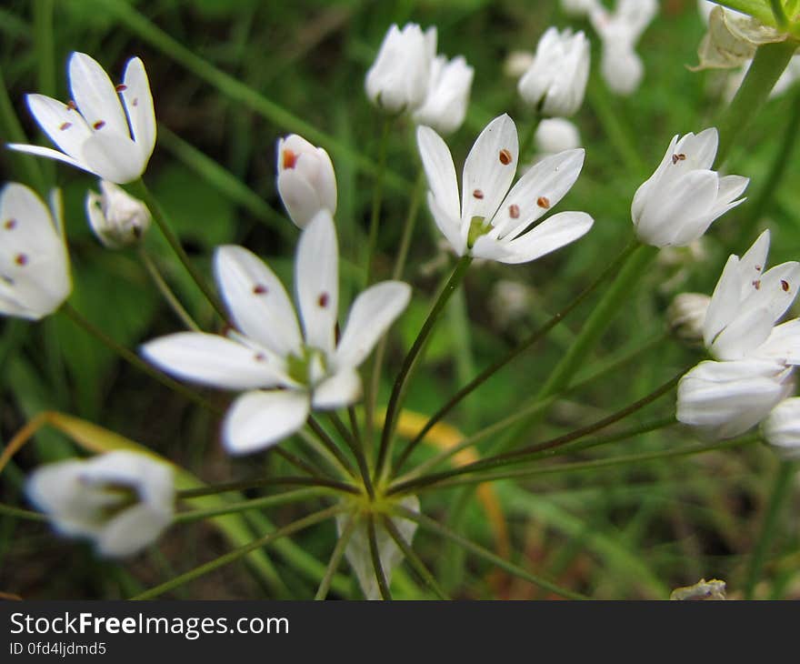 sierui -- neapolitan garlic -- Allium neapolitanum. sierui -- neapolitan garlic -- Allium neapolitanum