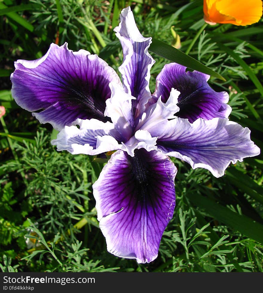 purple-and-white dwarf iris 1