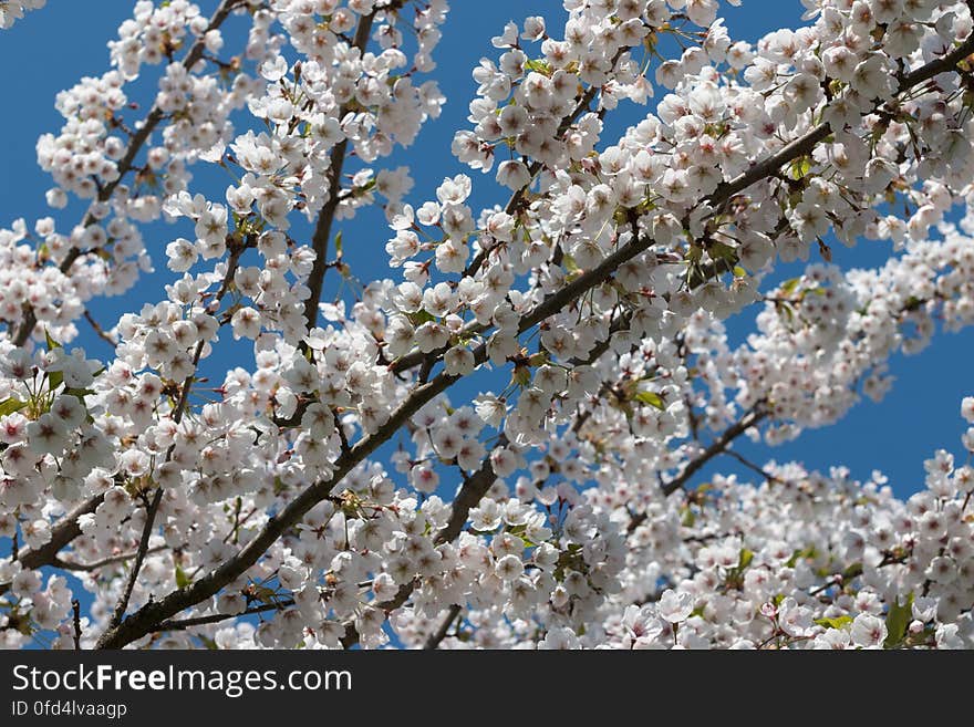 Cherry blossom in “Uzvaras parks” &#x28;“Victory park”&#x29;, Riga, Latvia.