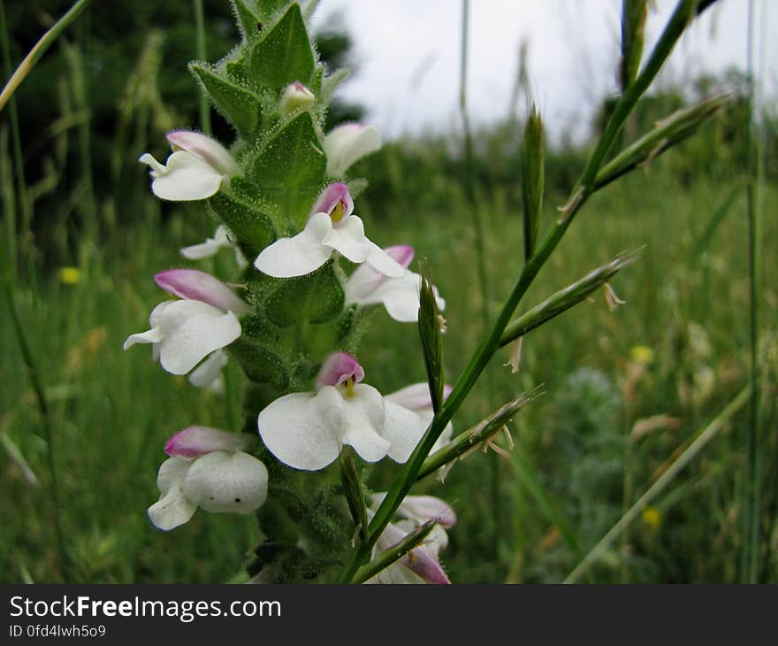 Mediterranean lineseed -- Bellardia trixago. Mediterranean lineseed -- Bellardia trixago