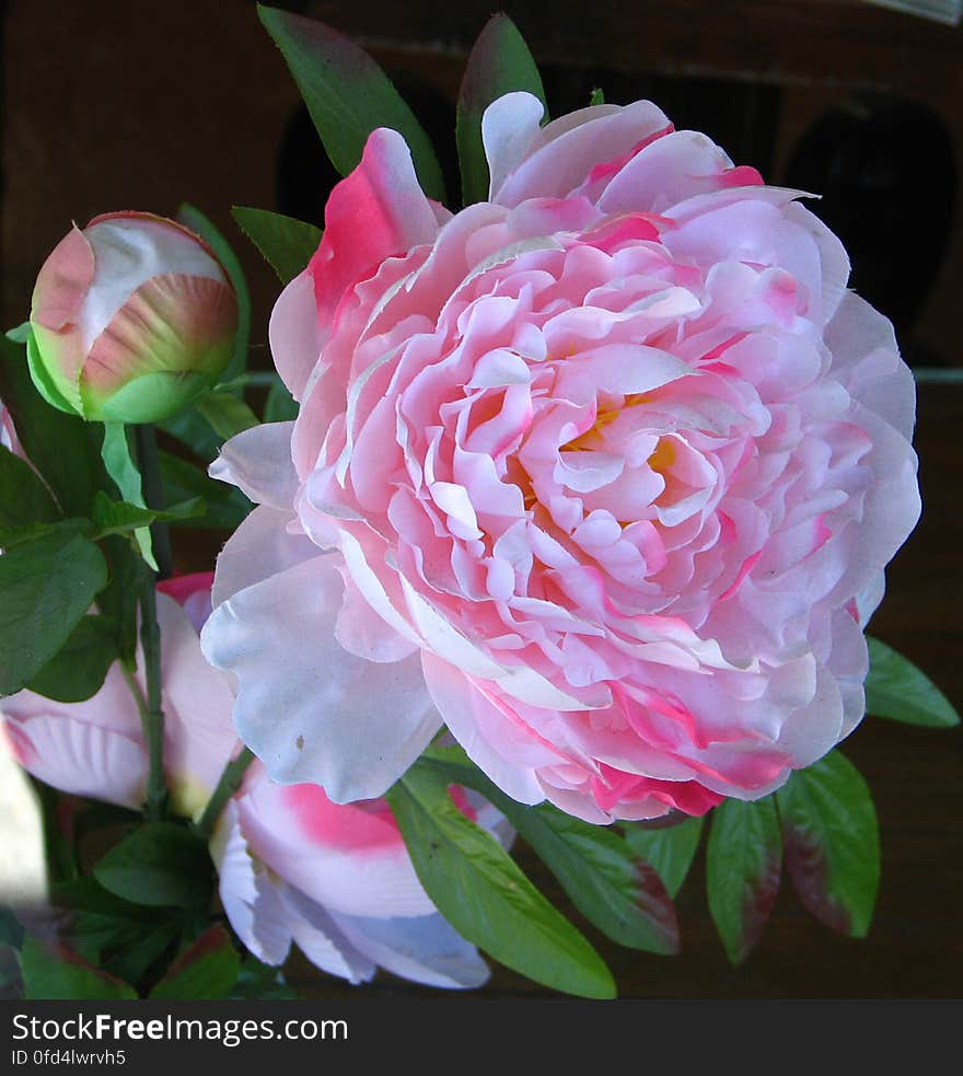 peony 1