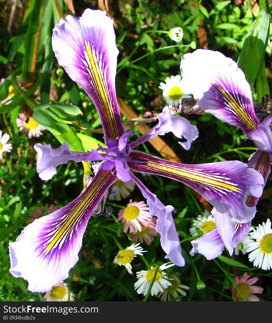 purple-and-white dwarf iris 3