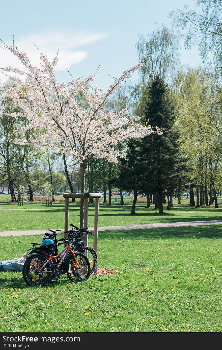 Cherry blossom in “Uzvaras parks” &#x28;“Victory park”&#x29;, Riga, Latvia.