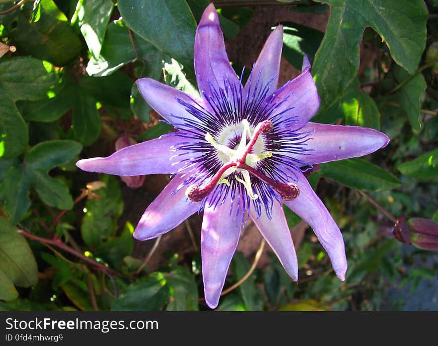 purple passionflower 1