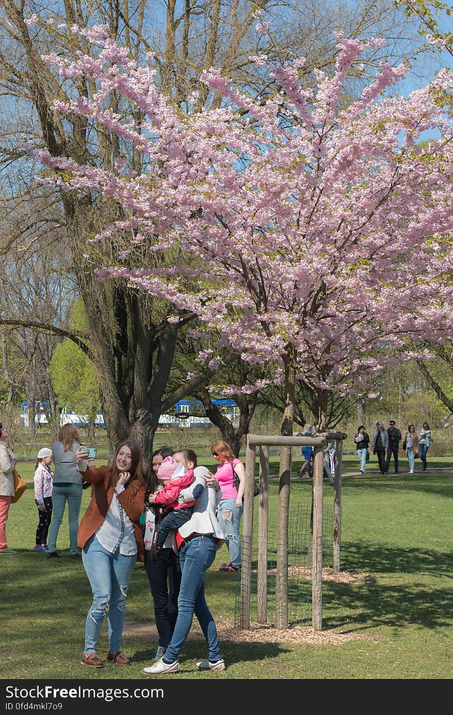 Cherry blossom in “Uzvaras parks” &#x28;“Victory park”&#x29;, Riga, Latvia.