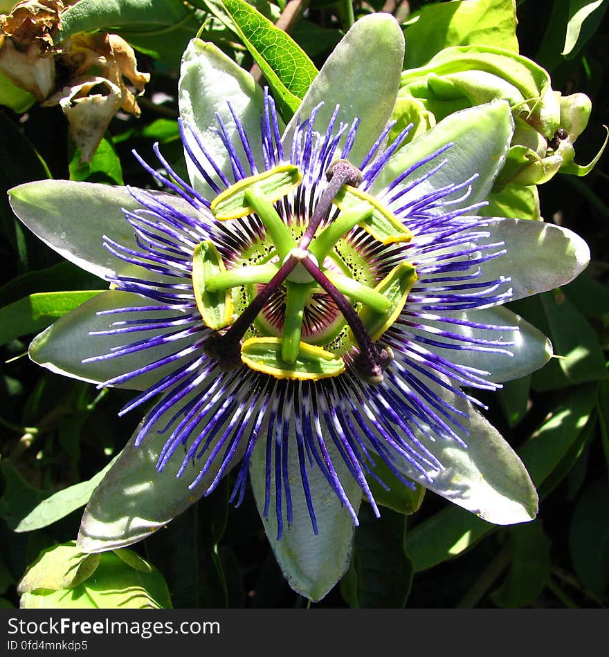 blue-and-white passionflower