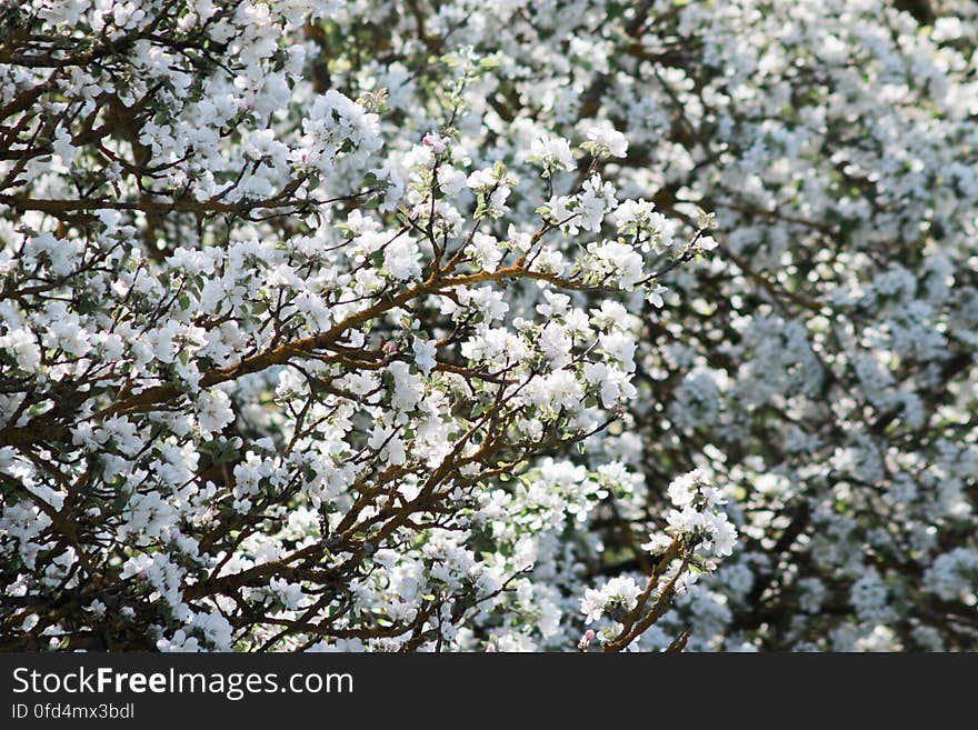 Prunus cerasifera bloom in Riga, Latvia. Prunus cerasifera bloom in Riga, Latvia.