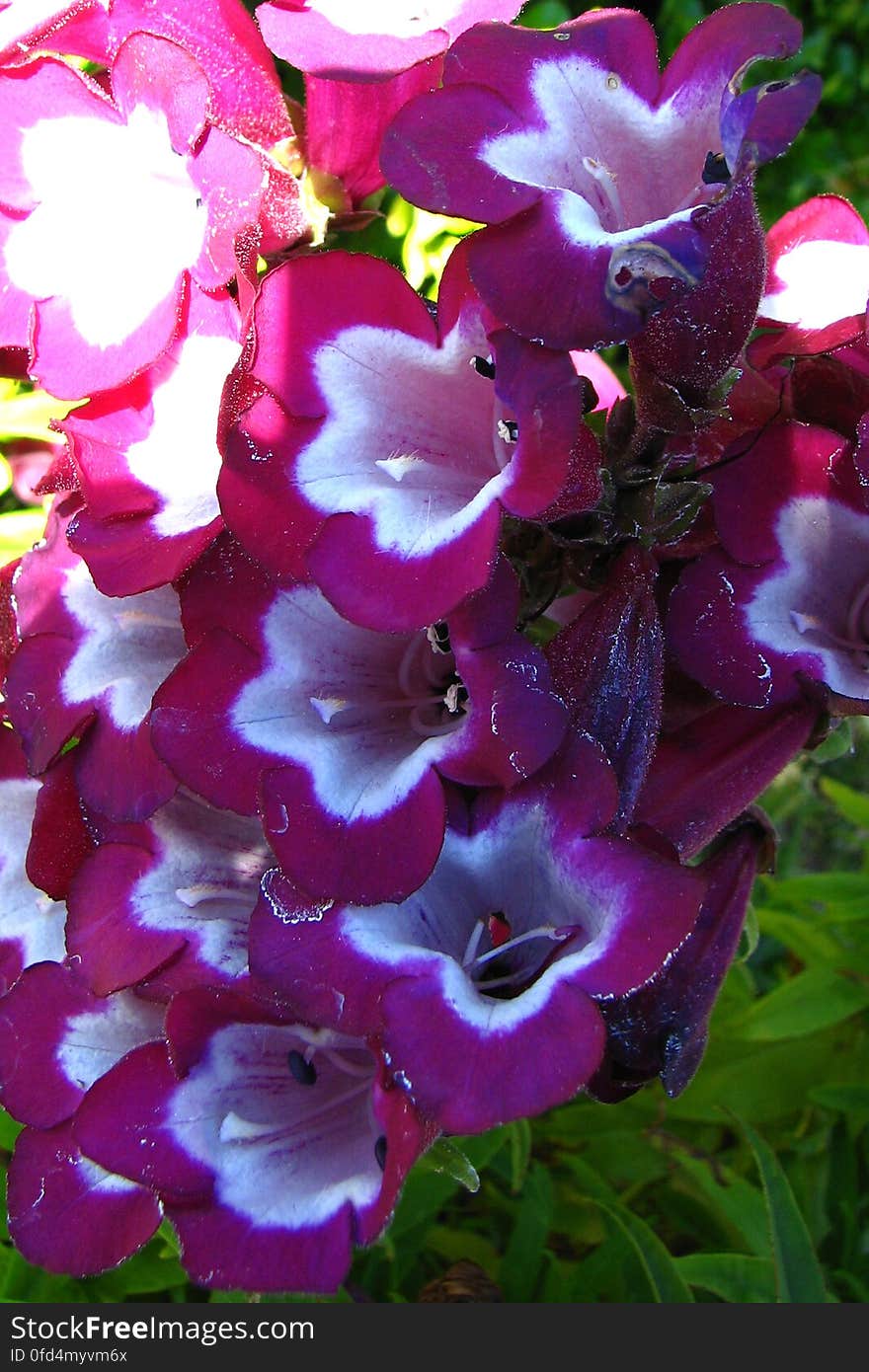 pink-and-white bell-shaped flowers