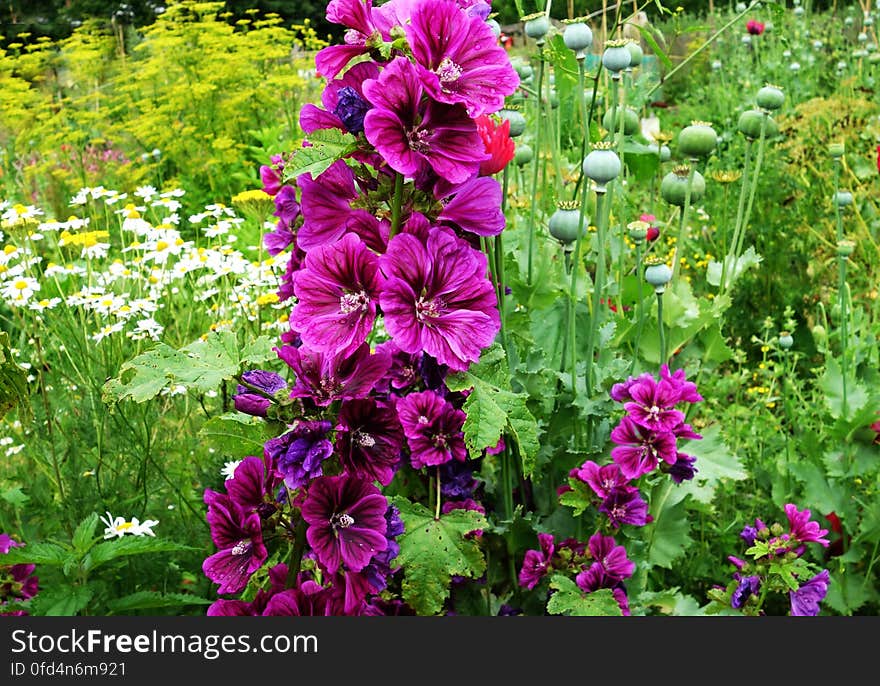 PUBLIC DOMAIN DEDICATION digionbew 10. june july 25-06-16 Hollyhock and poppy seed pods LOW RES DSC02465