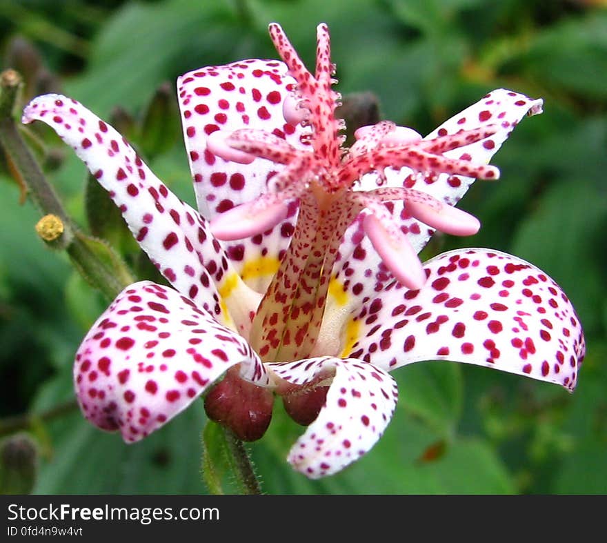 pink-and-white spotted flower