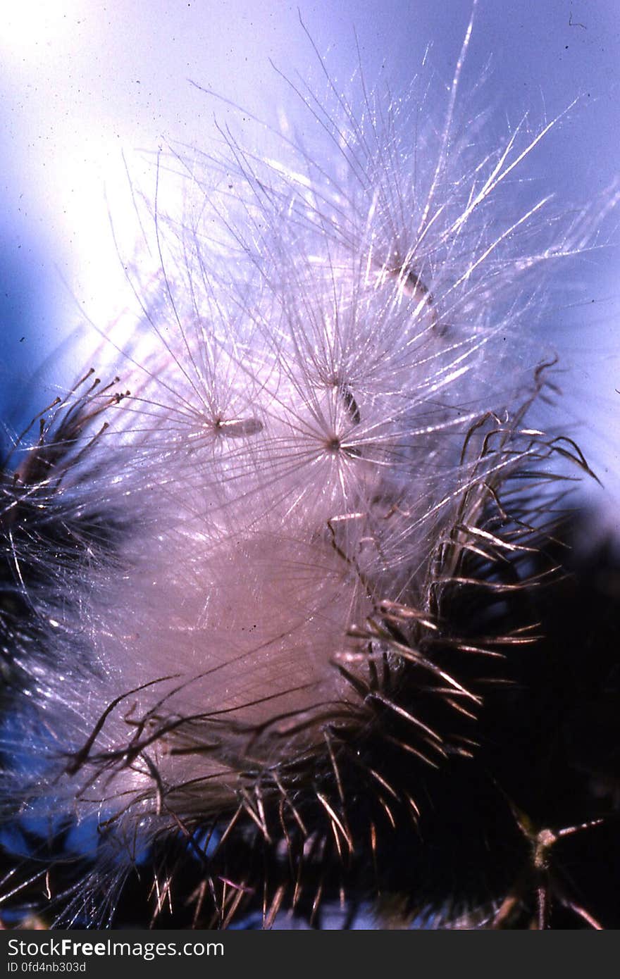 dandelion fluff against blue