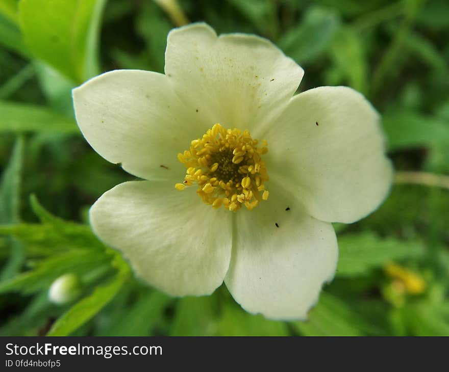 Wood anemone in the shade