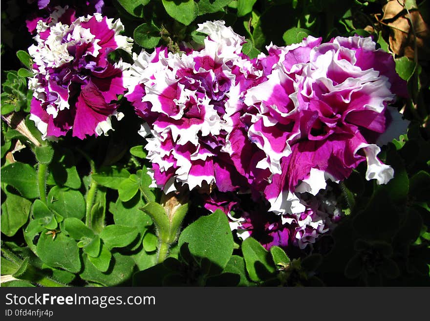 magenta-and-white ruffled flowers