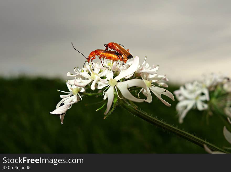 PUBLIC DOMAIN DEDICATION - digionbew 11. 06-07-16 Beetles privacy violated LOW RES DSC04565