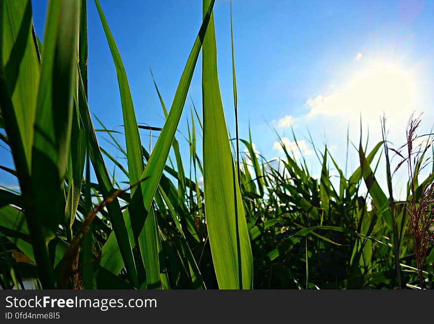 PUBLIC DOMAIN DEDICATION digionbew 10 june july 25-06-16 Reeds under blue skies LOW RES DSC02575