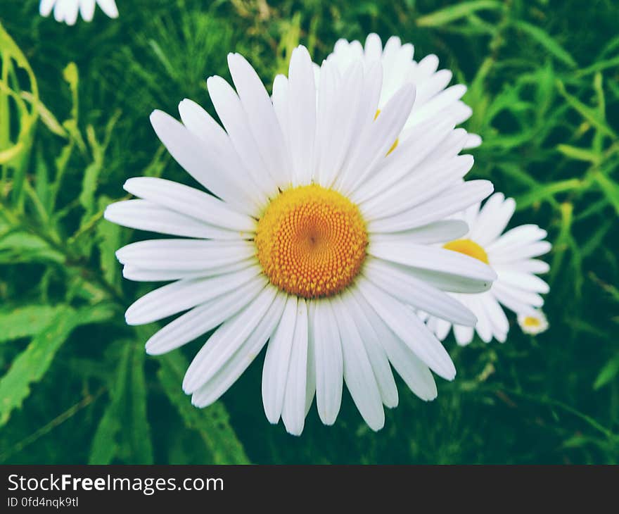 Summer daisies &#x28;aster&#x29;. Summer daisies &#x28;aster&#x29;