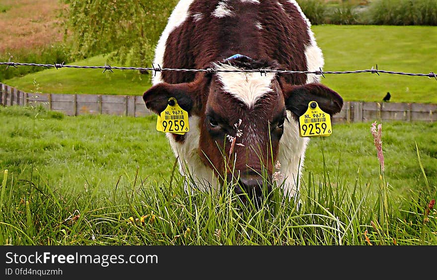 FUJI BEW ORIG 2. - digionbew 8. june 12-06-16 - Calf at fence LOW RES S1440351