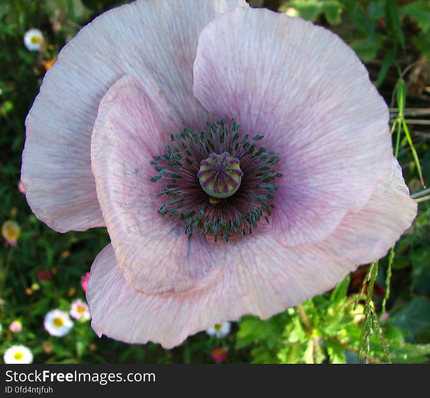 lavender-white poppy