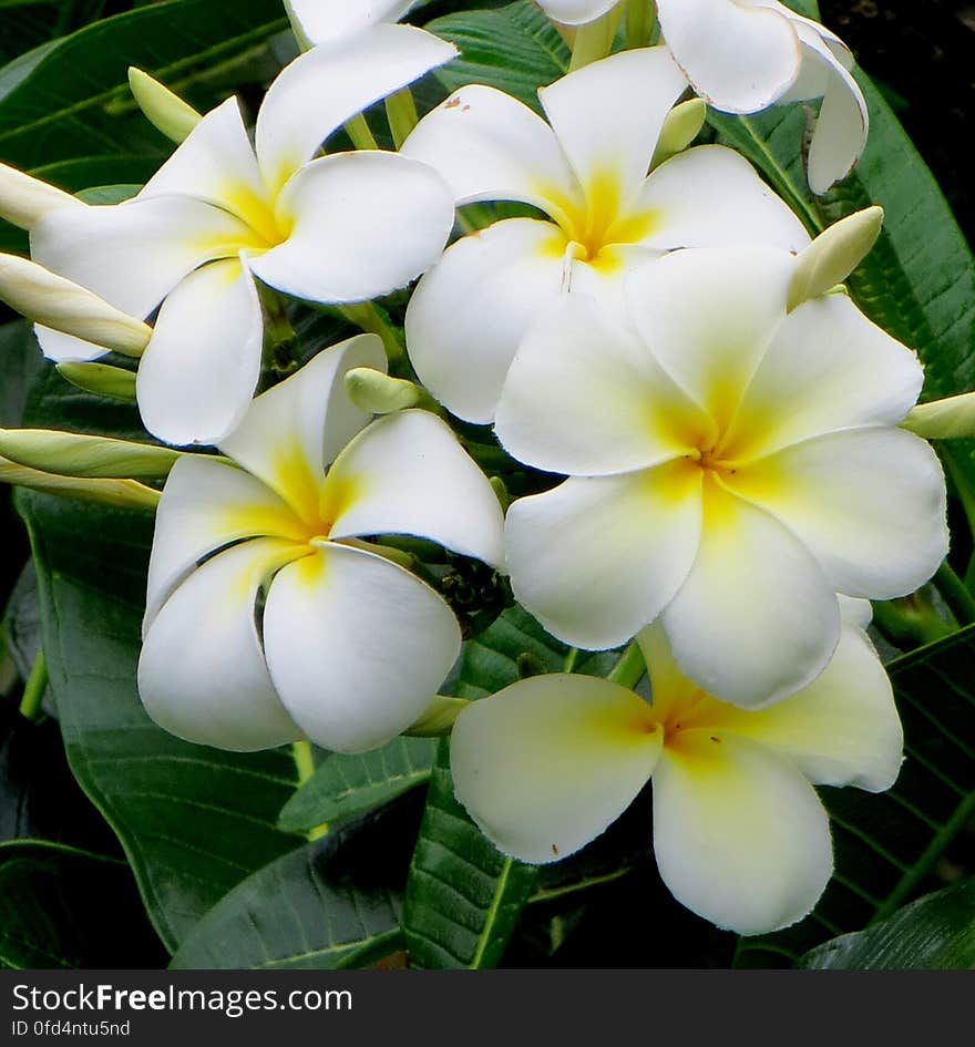 plumeria 2