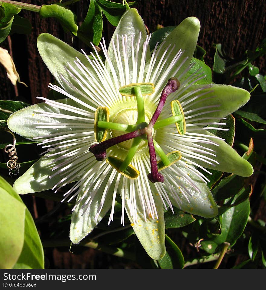 green-and-white passionflower