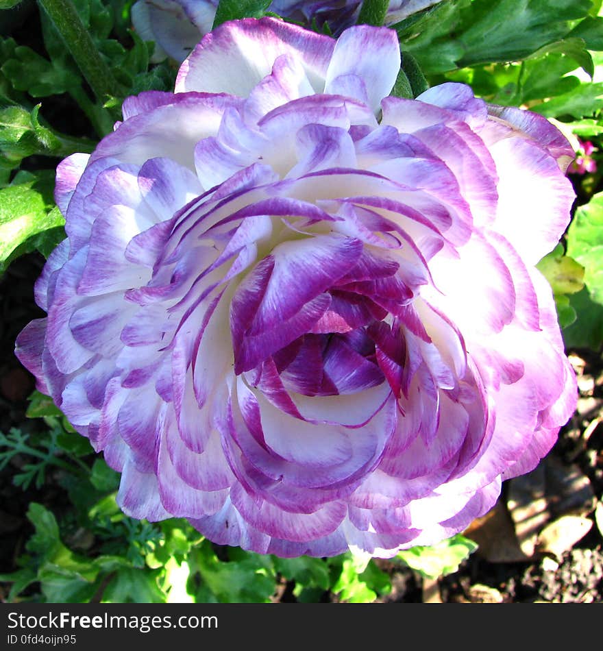 violet-and-white ranunculus