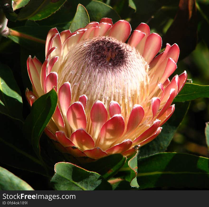 protea 1