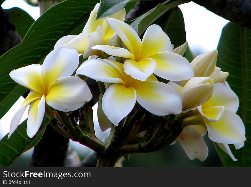 plumeria 1